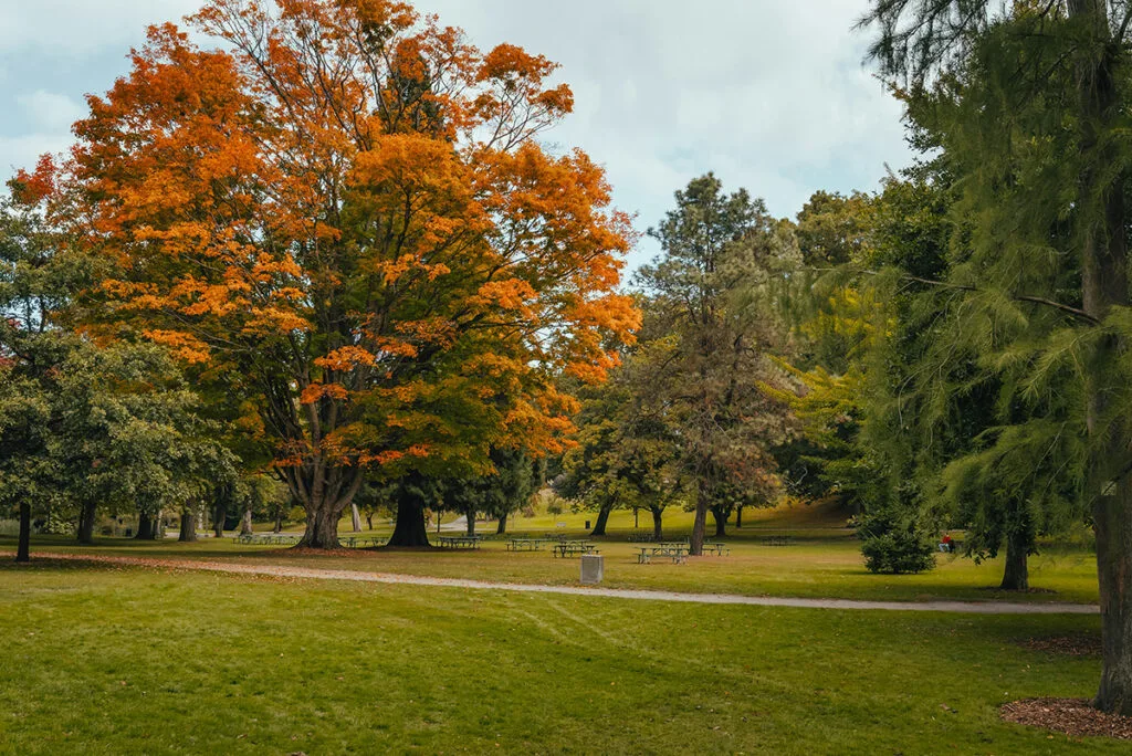 Park with grass, picnic benches in background and large trees